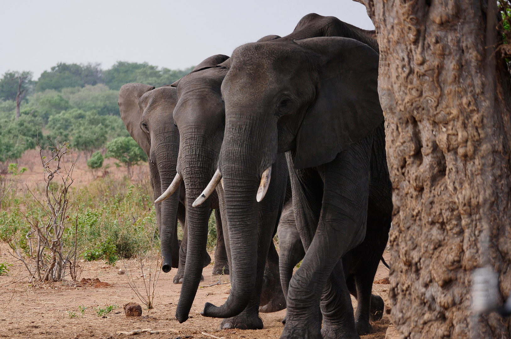 Botswana, Chobe NP