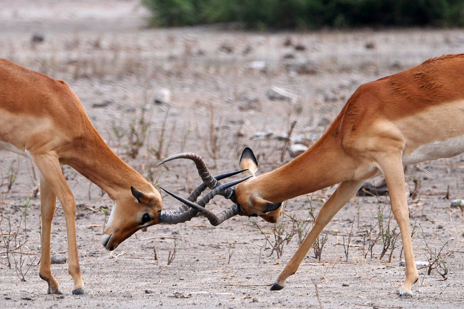 Botswana, Chobe NP