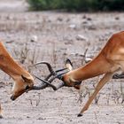 Botswana, Chobe NP