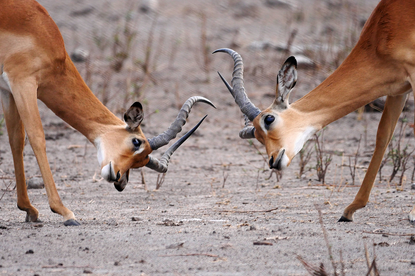 Botswana, Chobe NP