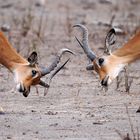 Botswana, Chobe NP