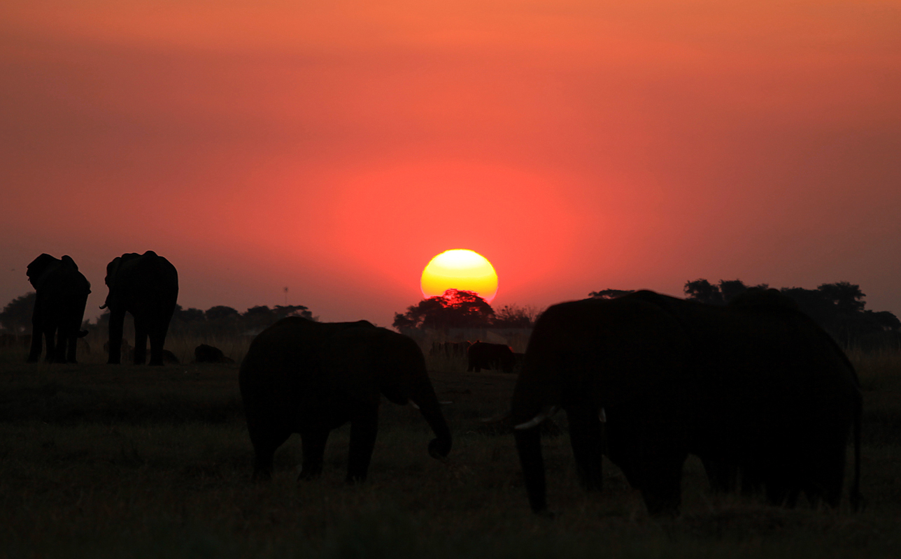 Botswana Cobe Nationalpark Elefant sunset