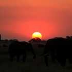 Botswana Cobe Nationalpark Elefant sunset