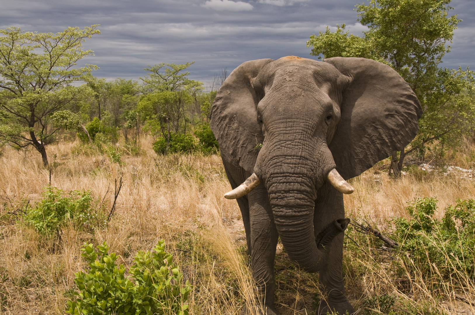 Botswana - Elefante