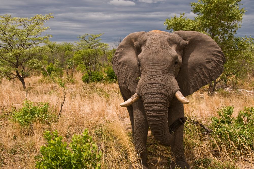 Botswana - Elefante