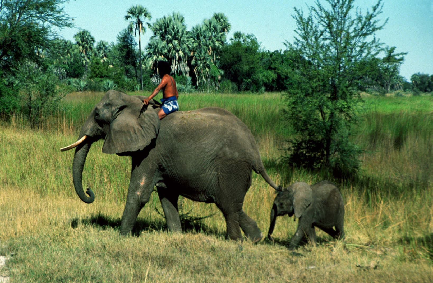 Botswana - Elefantencamp - 1993 - (1)