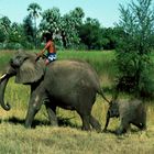 Botswana - Elefantencamp - 1993 - (1)