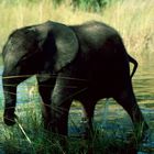 Botswana - Elefantencamp - 1993 - (4)