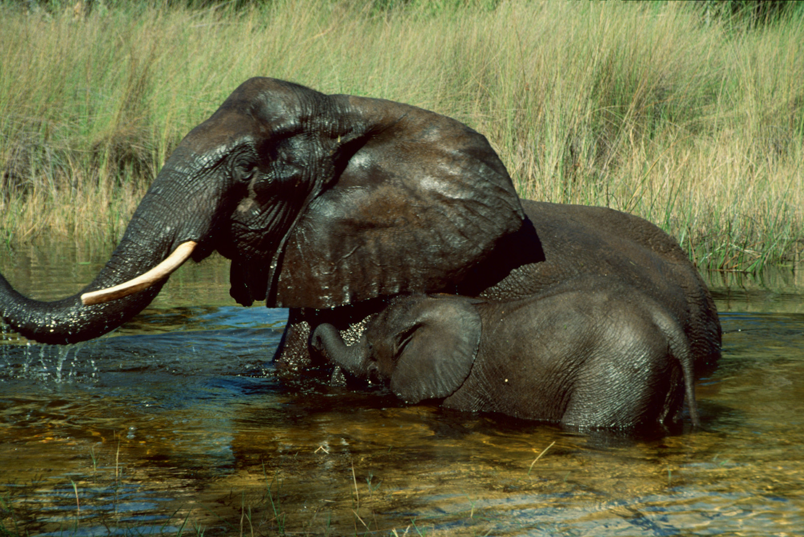 Botswana - Elefantencamp - 1993 - (5)