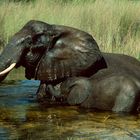 Botswana - Elefantencamp - 1993 - (5)