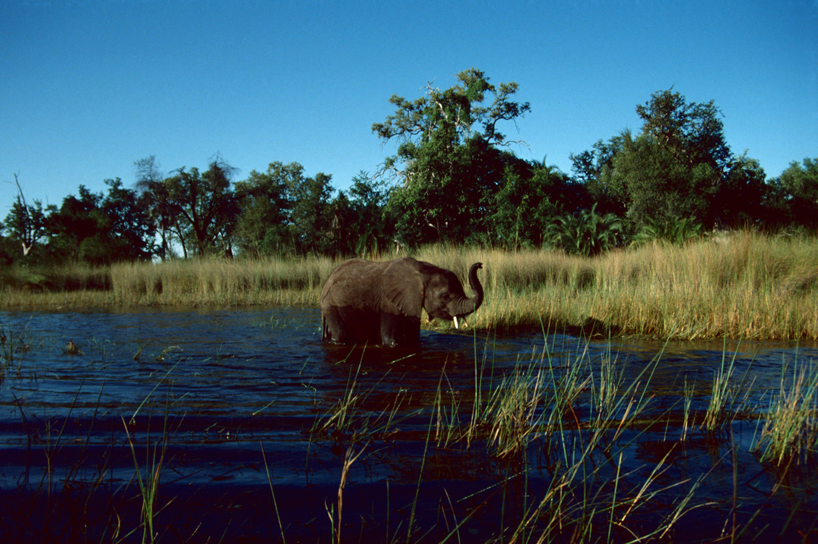 Botswana - Elefantensafari - 1993 - (3)