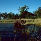 Botswana - Elefantensafari - 1993 - (3)