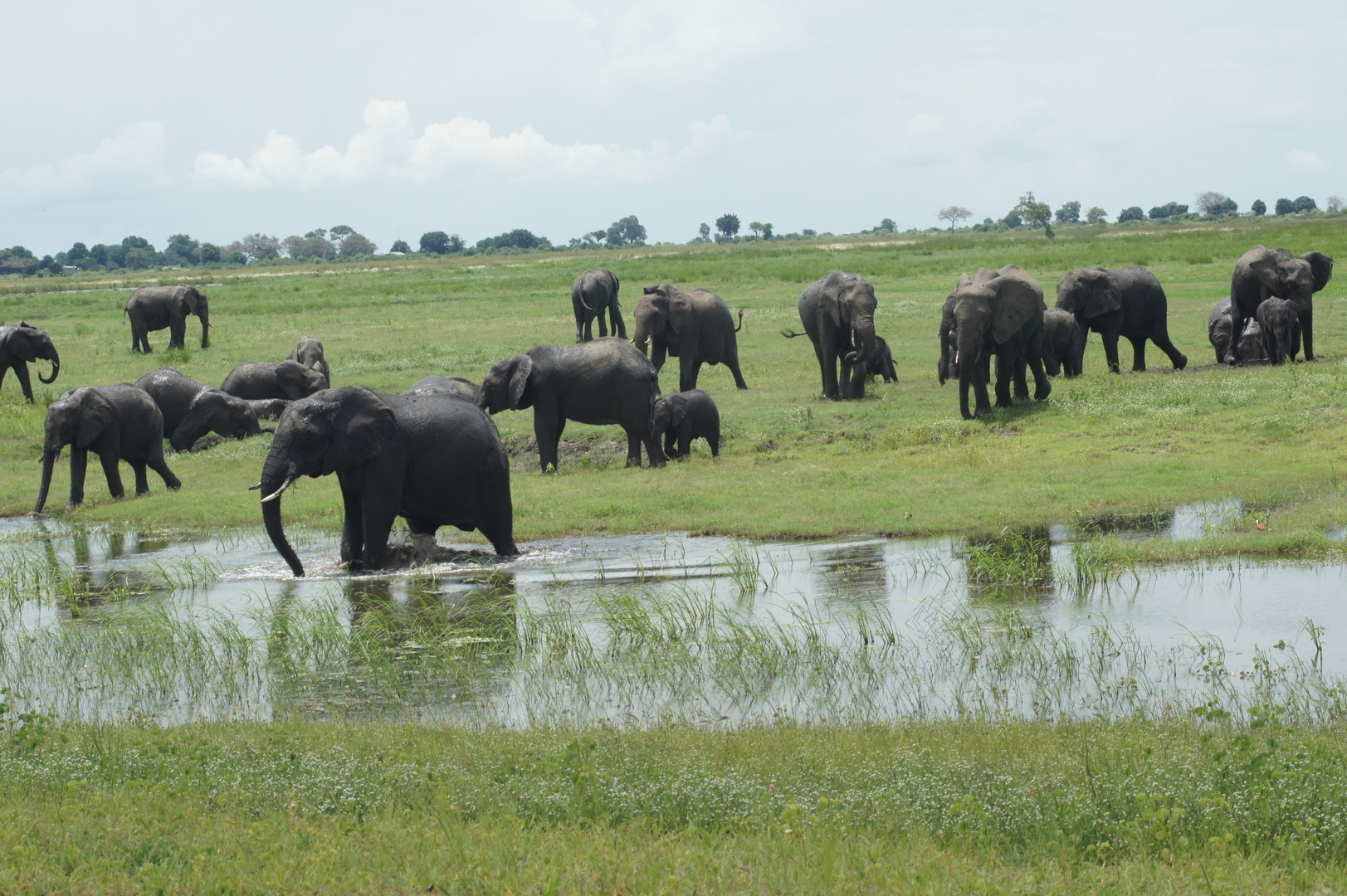 Botswana, Elephants .
