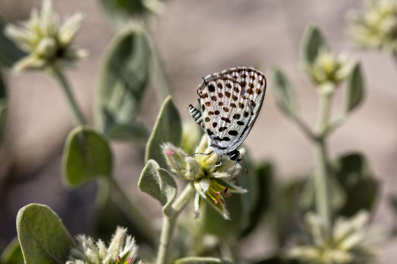 Botswana - Falter (2)