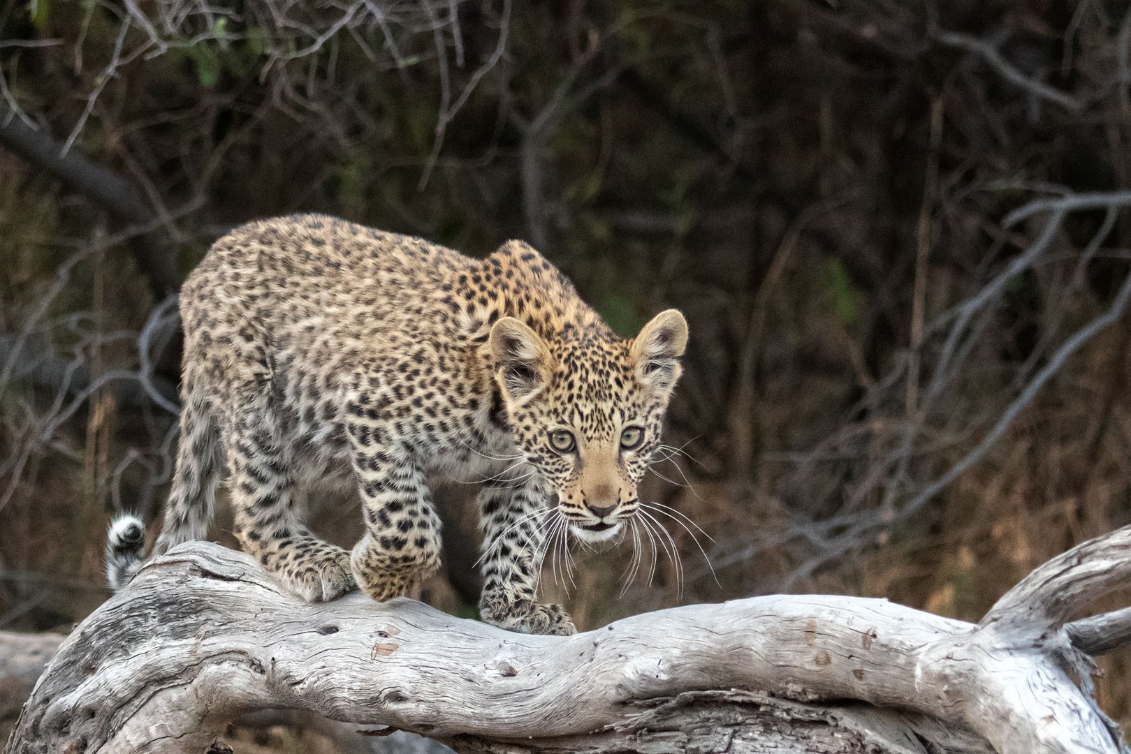 Botswana im August 2019