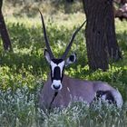 Botswana - Kalahari (13)