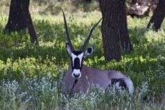 Botswana - Kalahari (13)