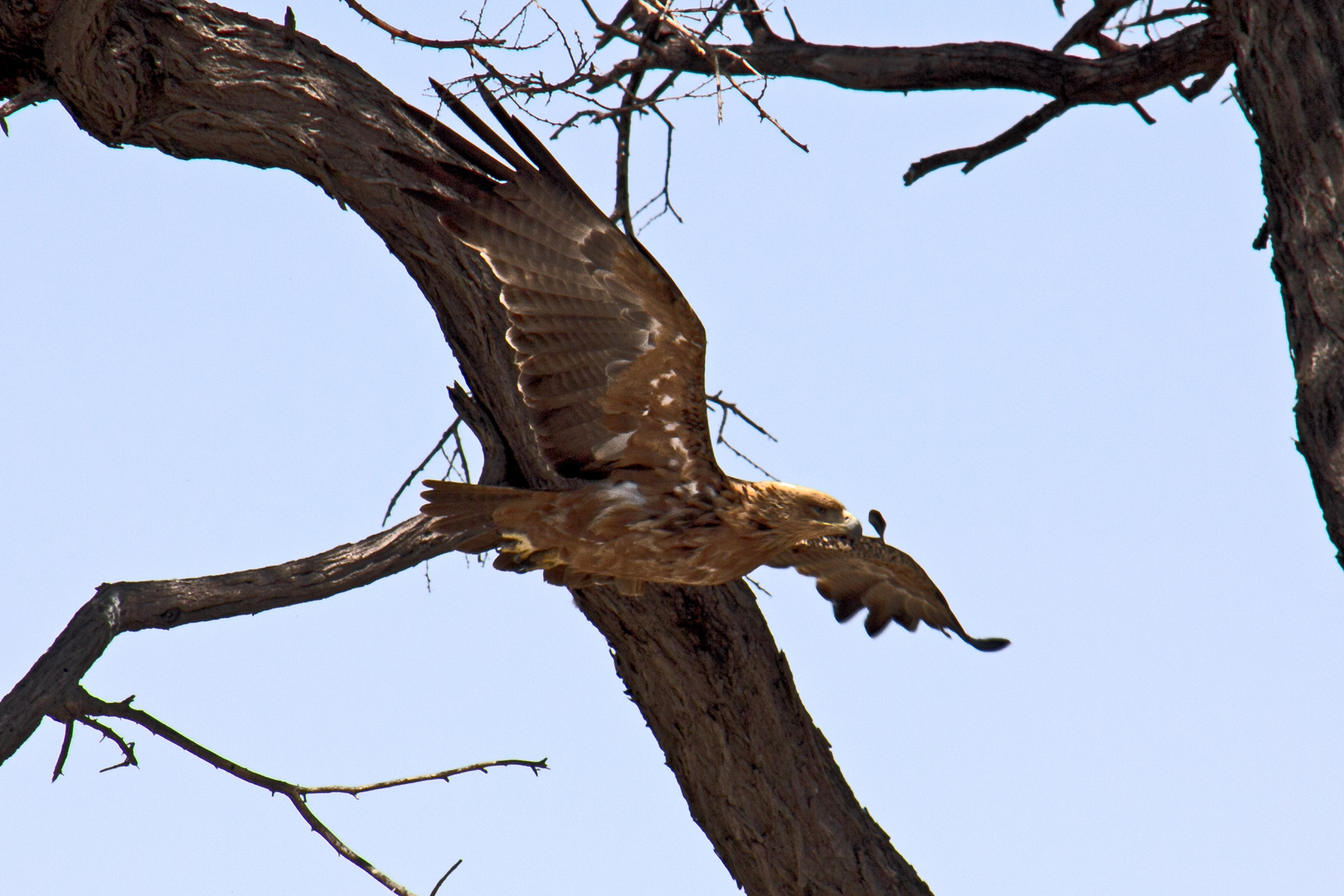 Botswana - Kalahari (18)