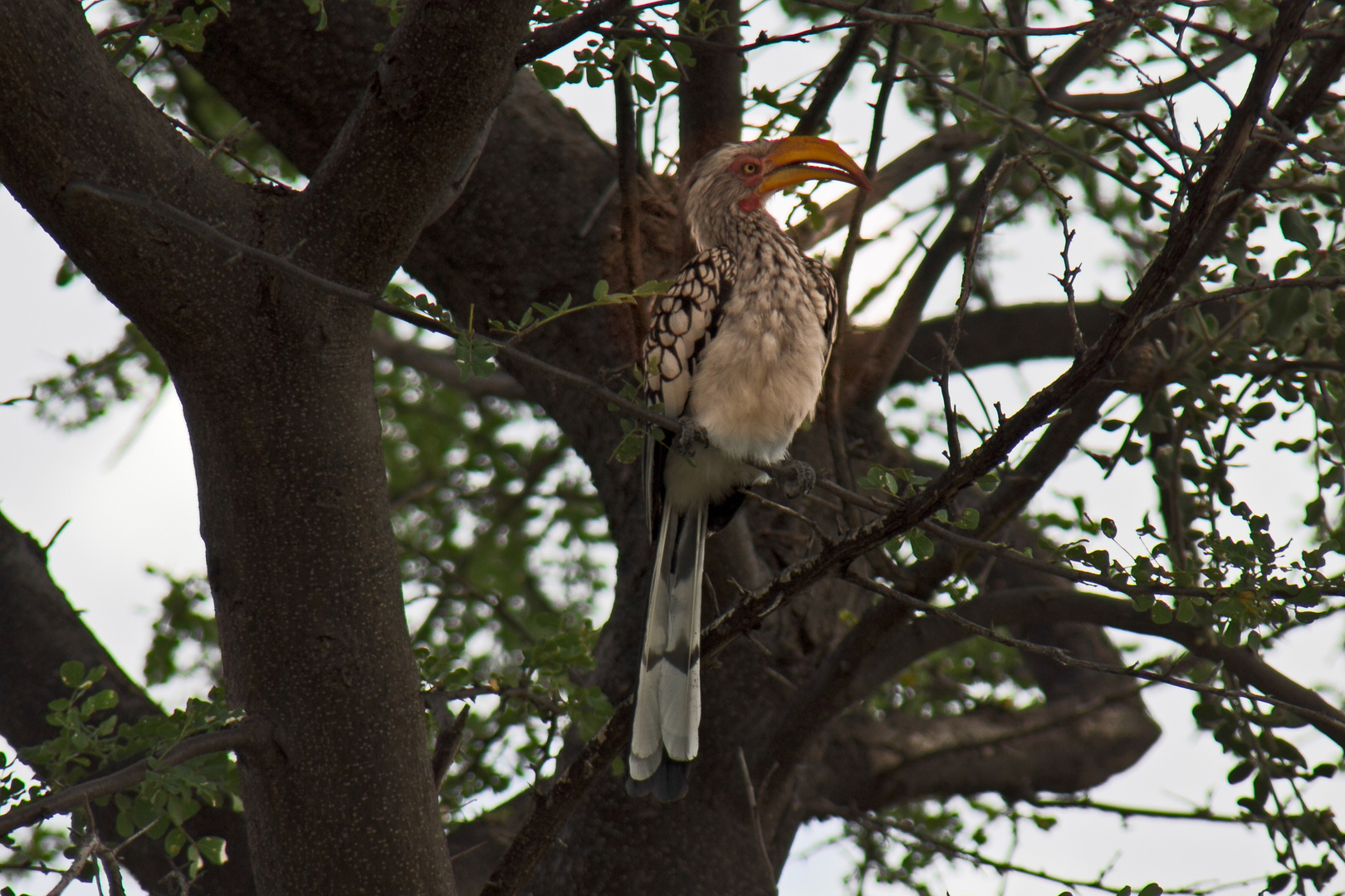 Botswana - Kalahari (19)