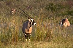 Botswana - Kalahari (2)