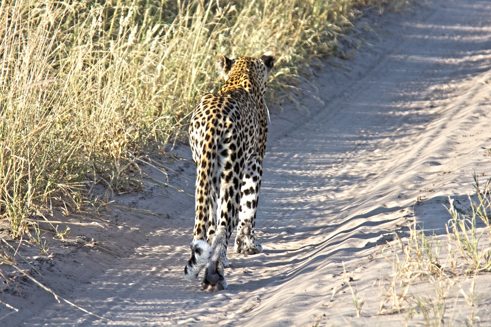 Botswana - Kalahari (21)