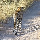 Botswana - Kalahari (21)