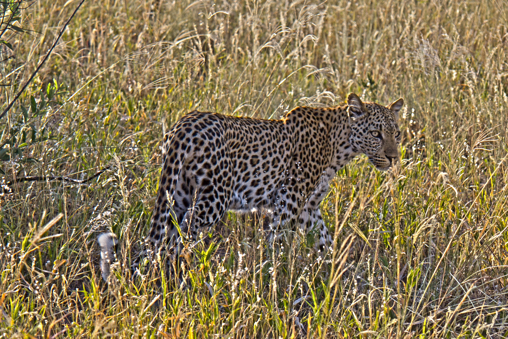 Botswana - Kalahari (22)