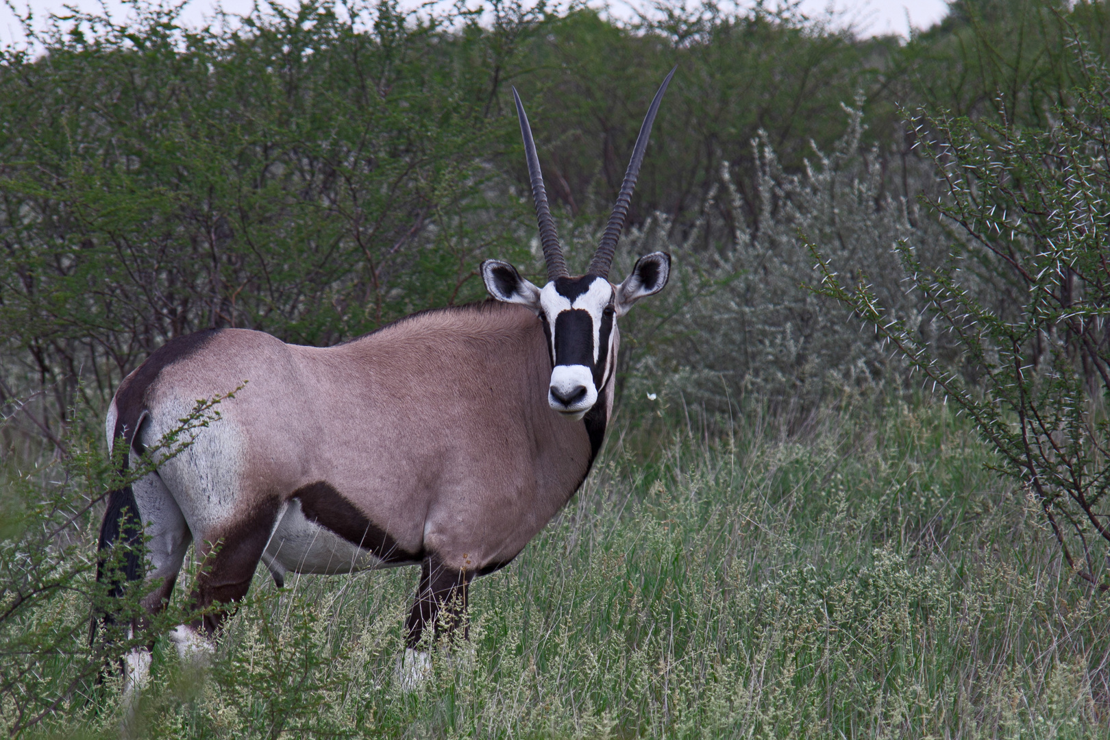 Botswana - Kalahari (3)