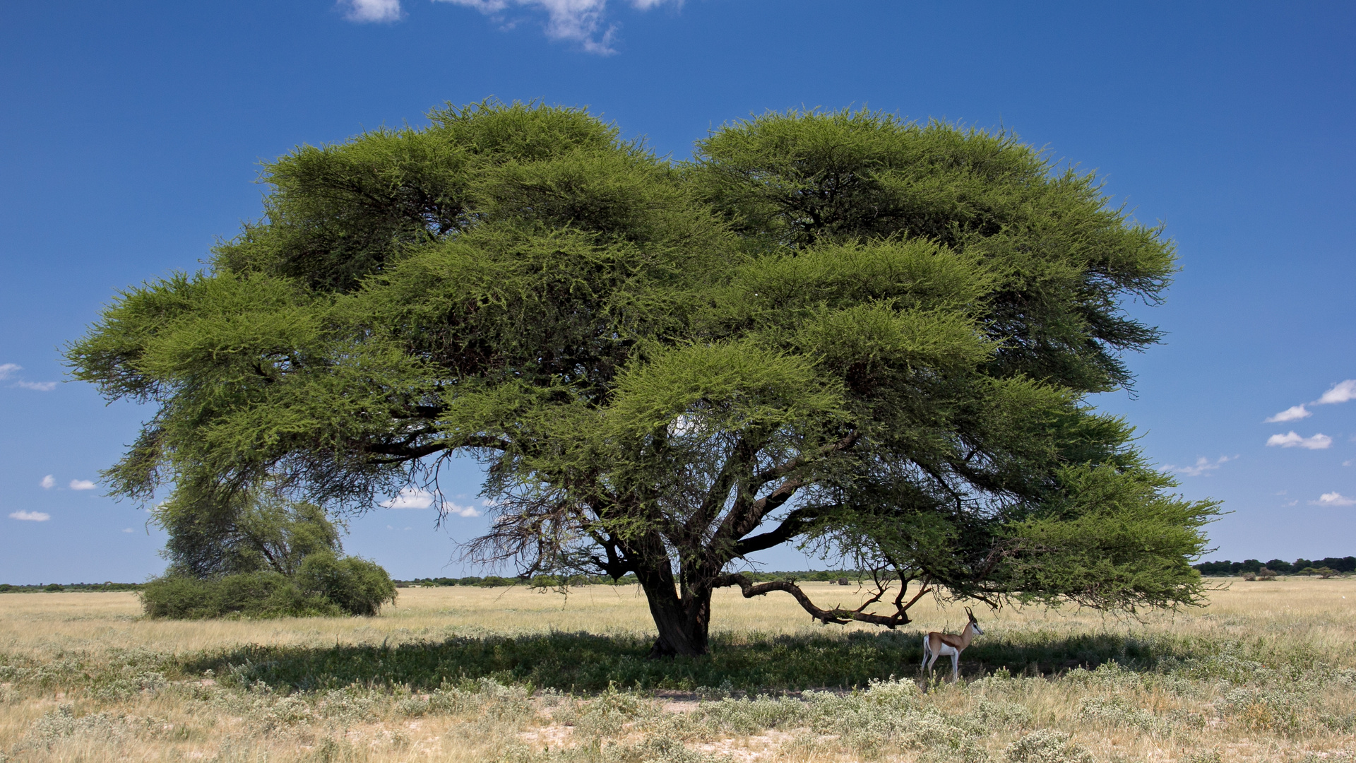 Botswana - Kalahari (5)