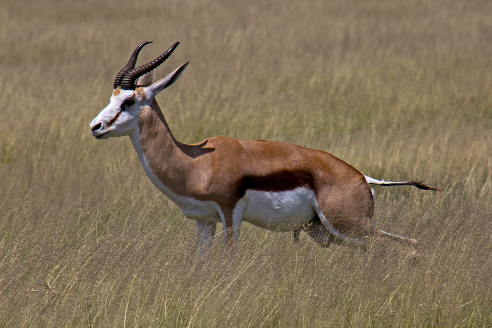 Botswana - Kalahari (6)