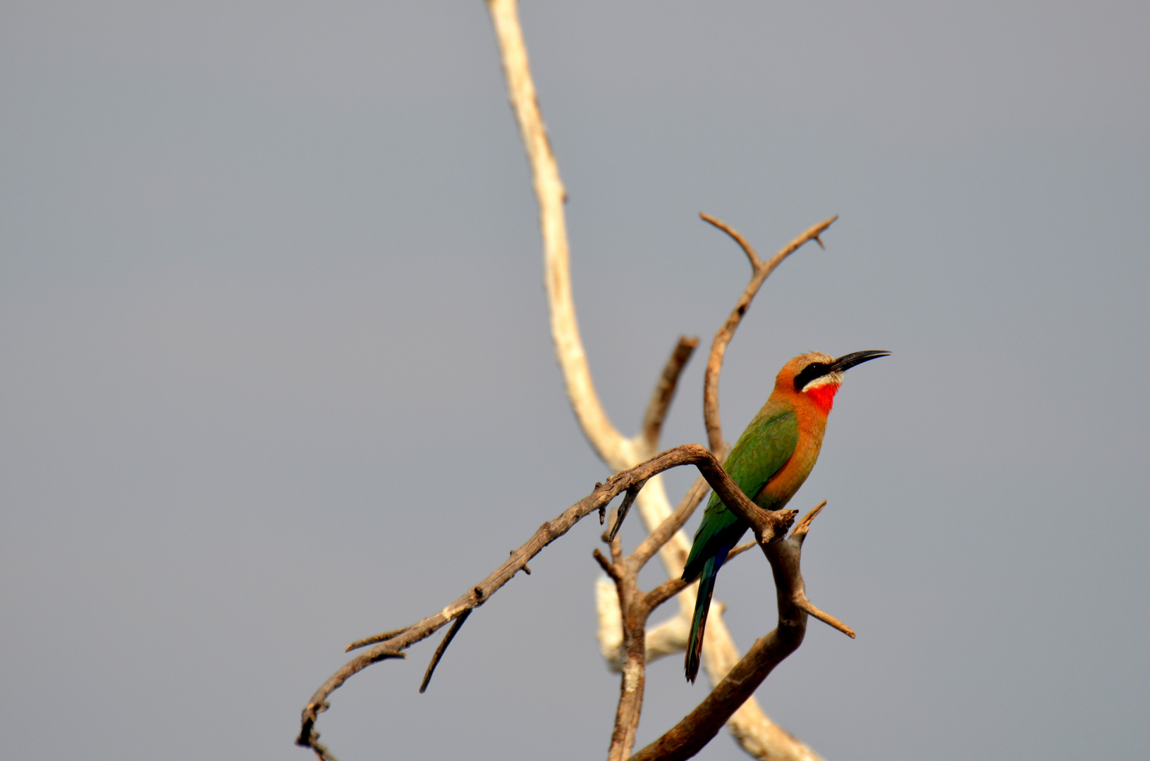 Botswana - Kasane - Chobe Nationalpark - Bienenfresser