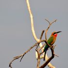 Botswana - Kasane - Chobe Nationalpark - Bienenfresser