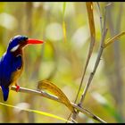 Botswana - Kingfisher