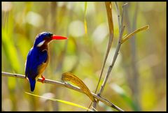 Botswana - Kingfisher