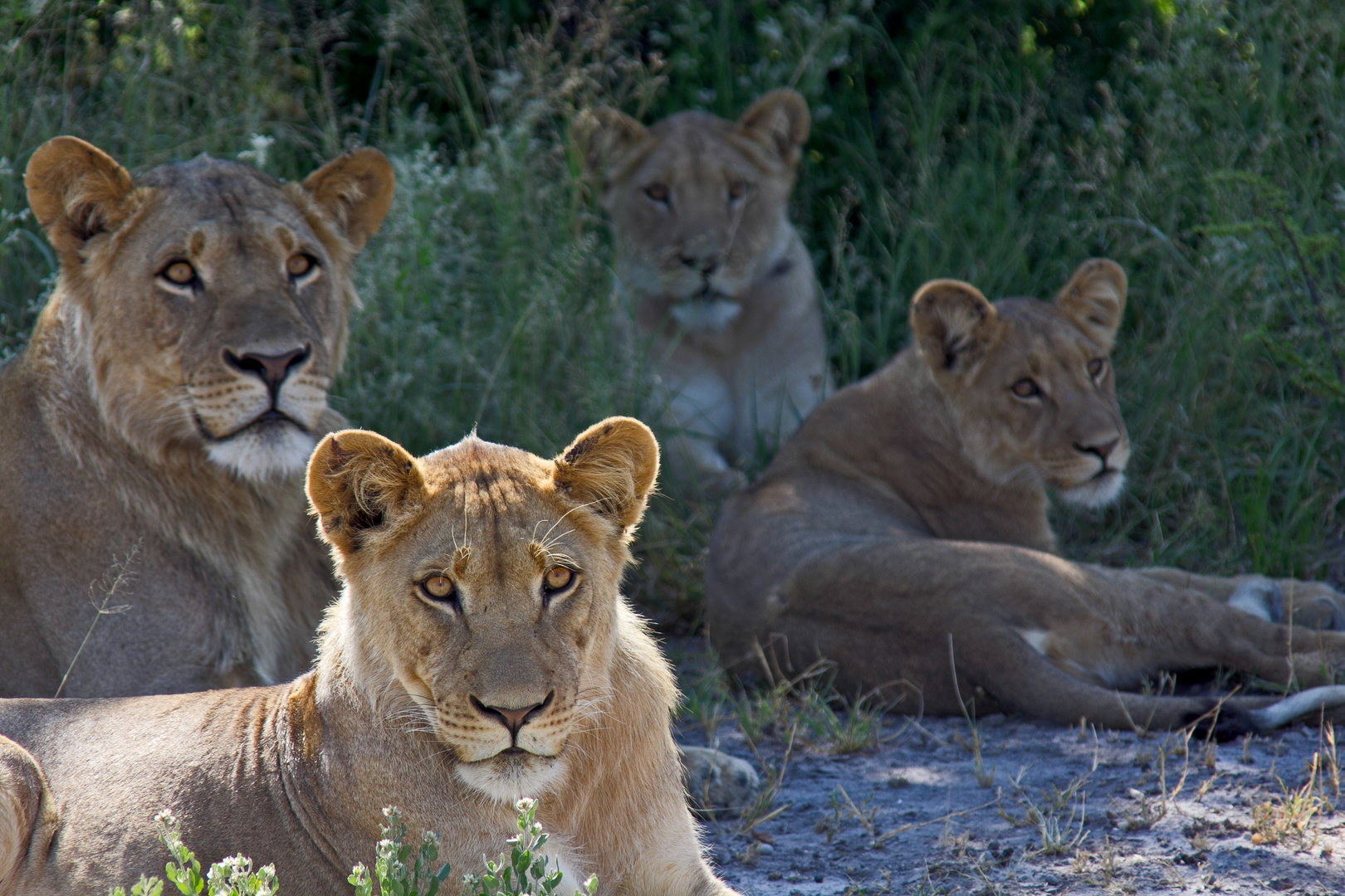 Botswana - Löwen (1)