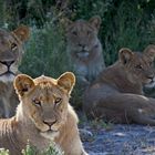 Botswana - Löwen (1)