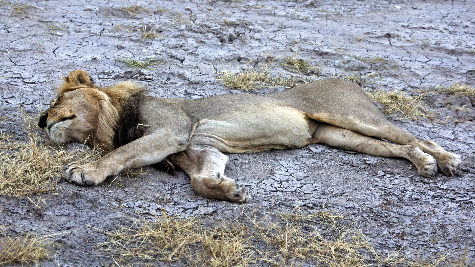 Botswana - Löwen (14)