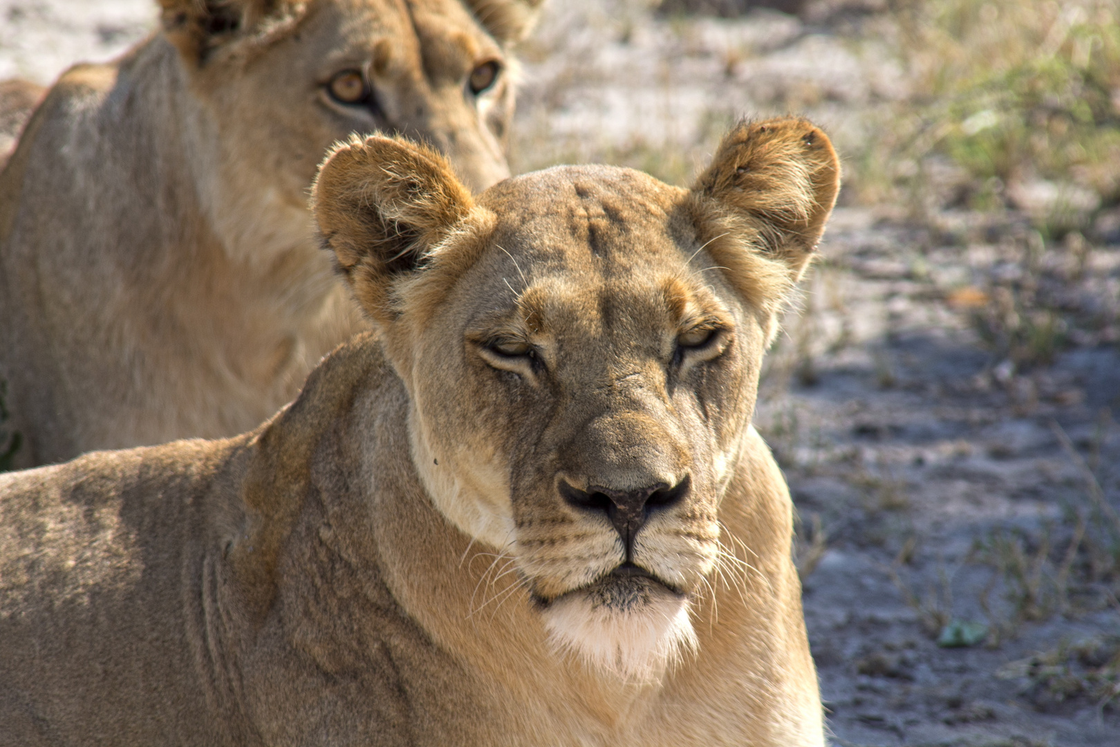 Botswana - Löwen (3)