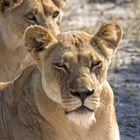 Botswana - Löwen (3)