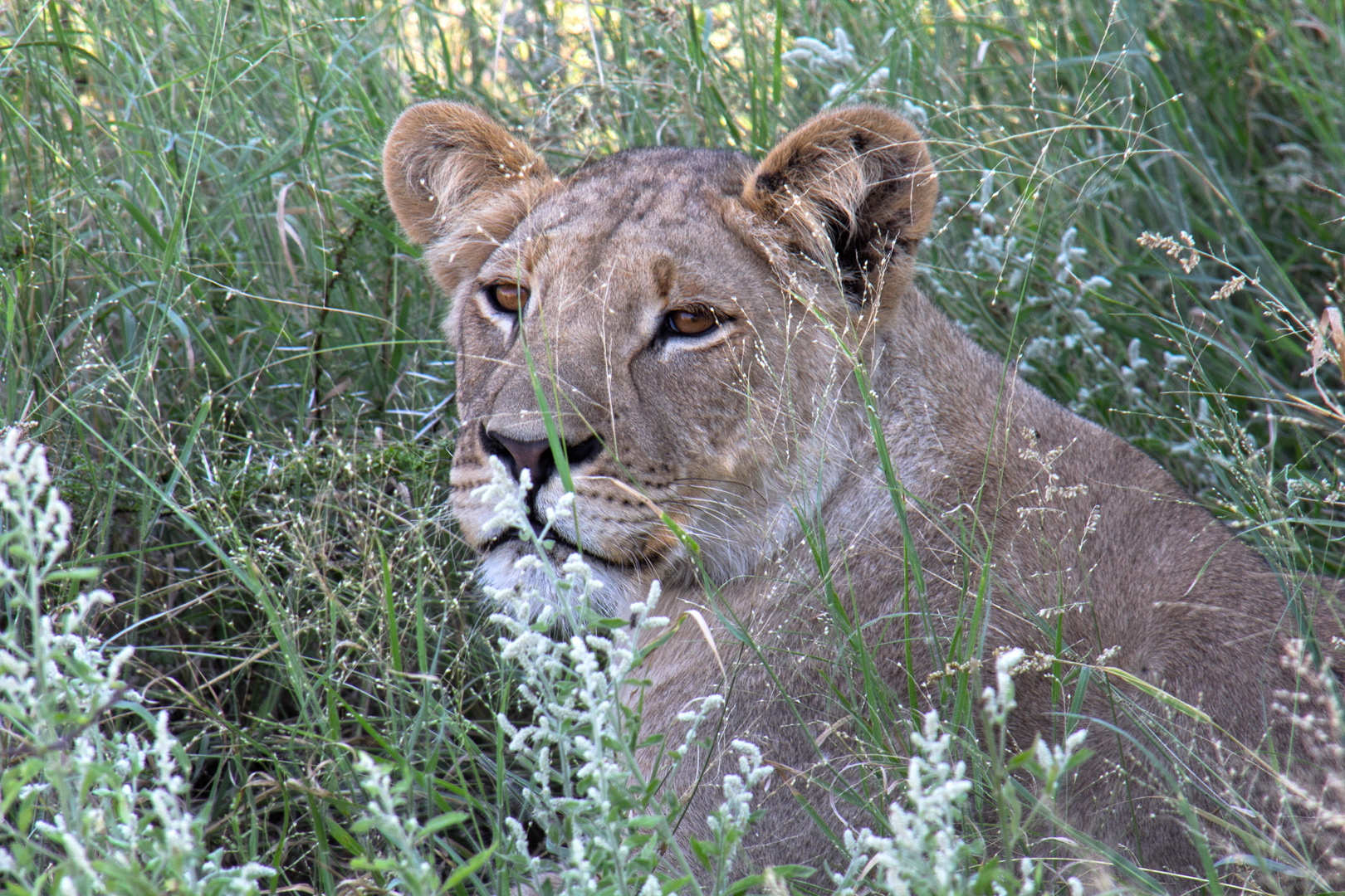 Botswana - Löwen (4)