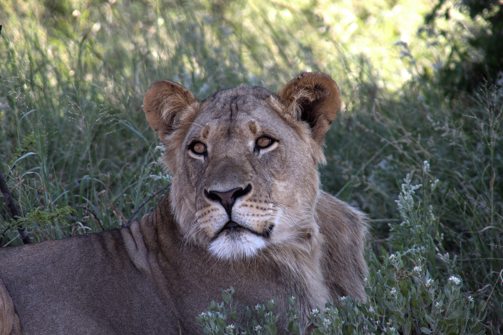 Botswana - Löwen (6)