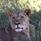 Botswana - Löwen (6)