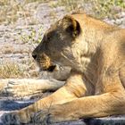 Botswana - Löwen (7)
