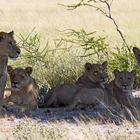 Botswana - Löwen (8)