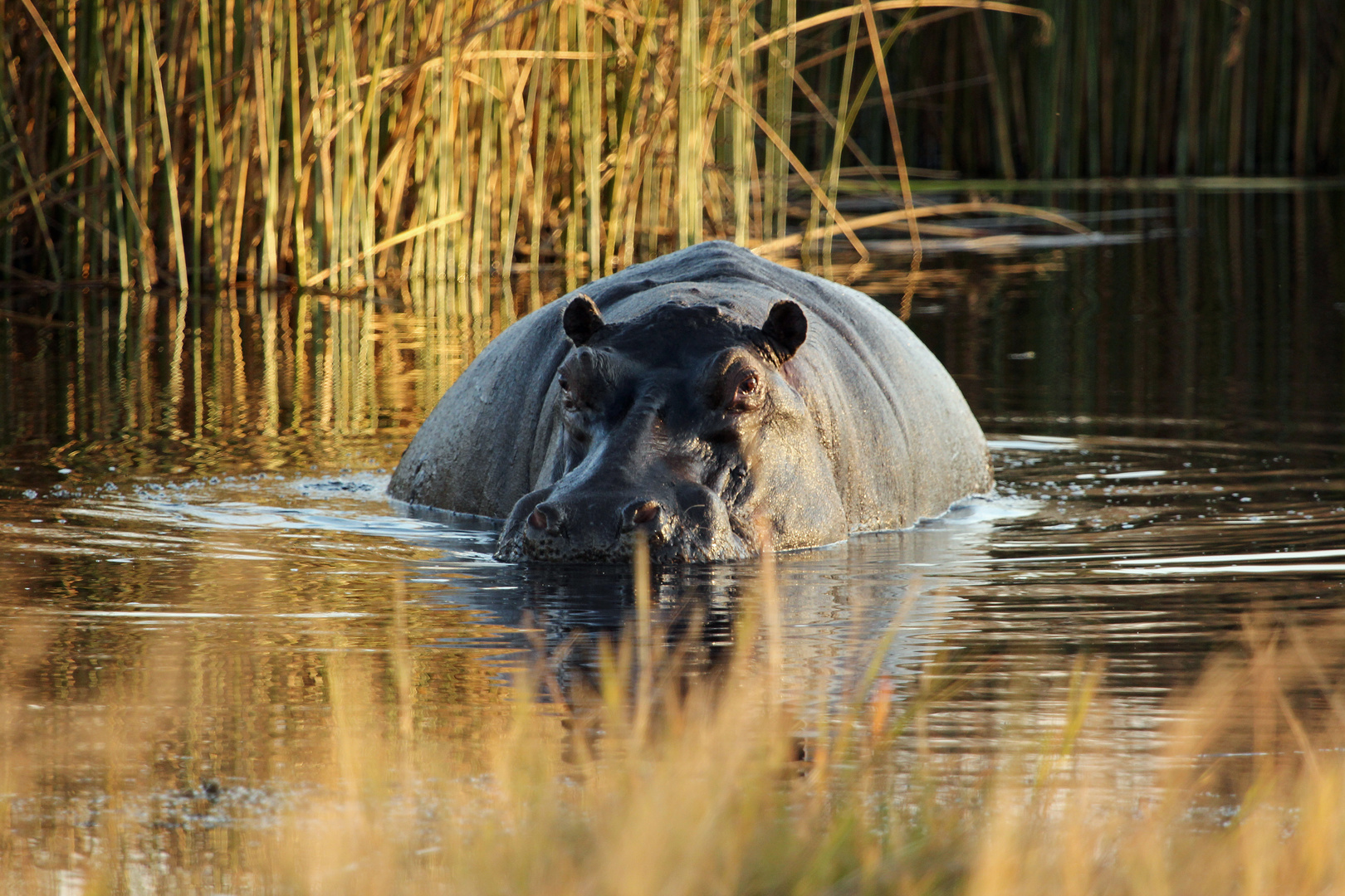 Botswana - Moremi