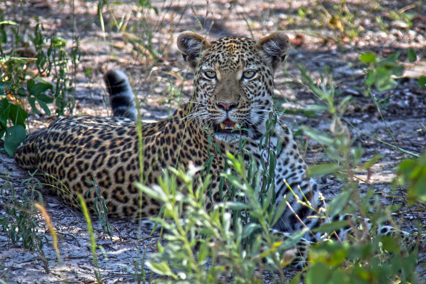 Botswana - Moremi Game Resort (12)