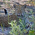 Botswana - Moremi Game Resort (12)