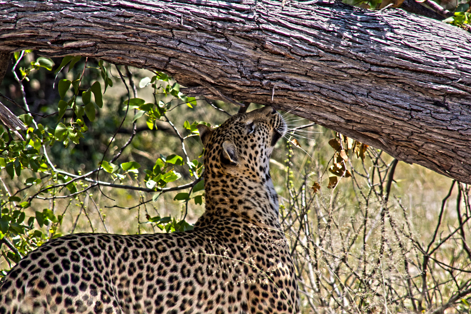 Botswana - Moremi Game Resort (13)