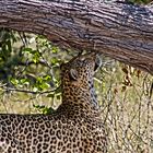 Botswana - Moremi Game Resort (13)