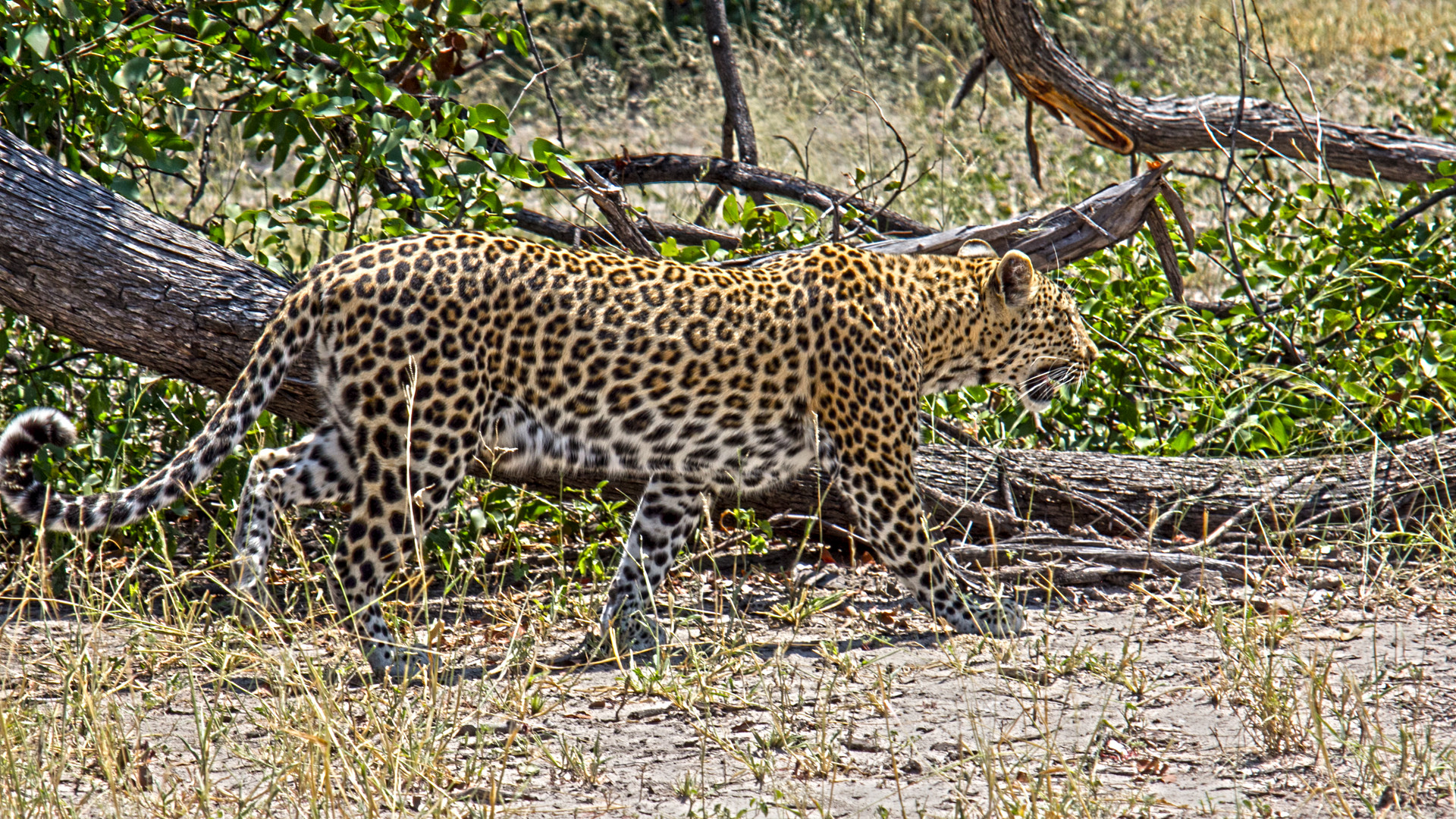 Botswana - Moremi Game Resort (14)